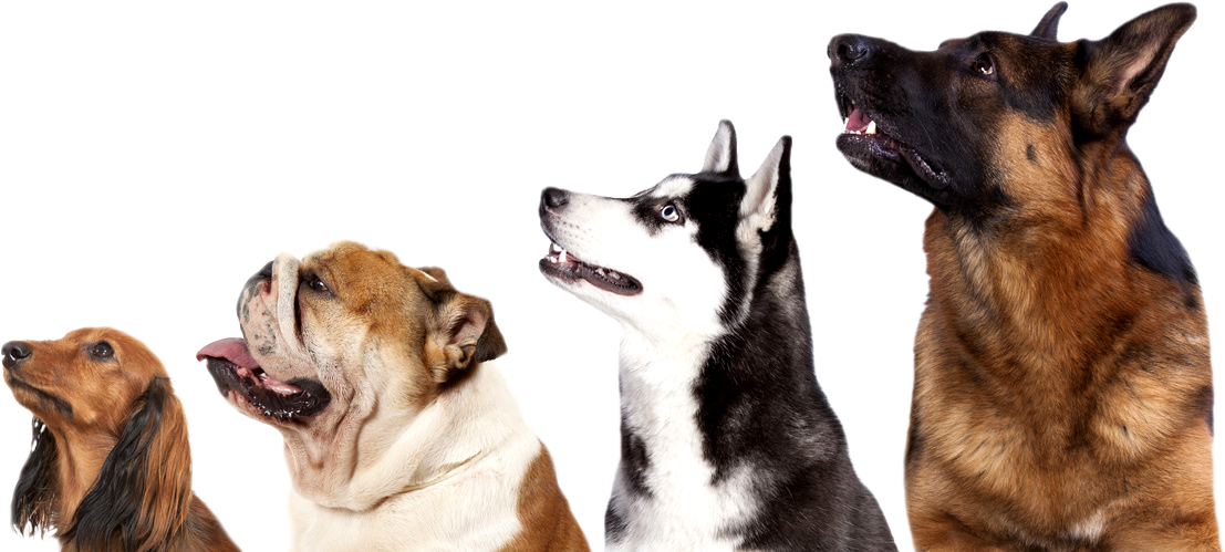 Dog Center Bergerland - Hundepension, Hundeschule, Spezialhunde - Nordkirchen