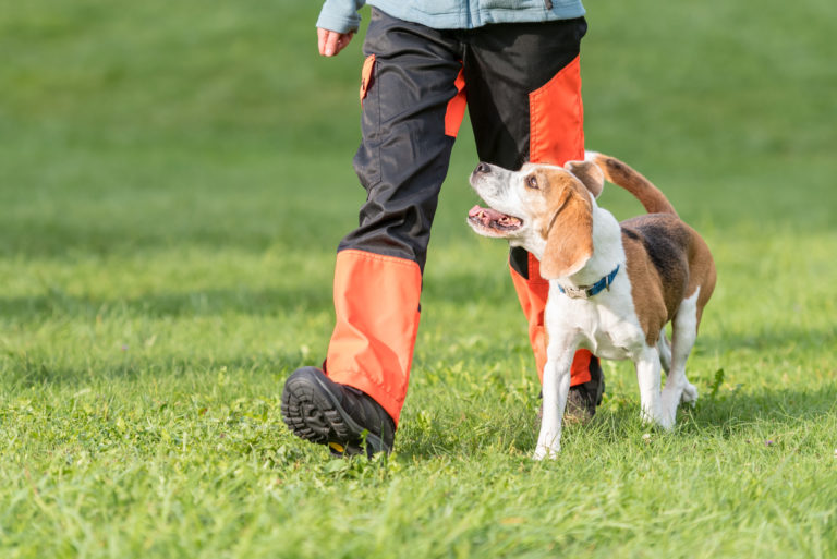 Hundeschule Bergerland Nordkirchen - Training