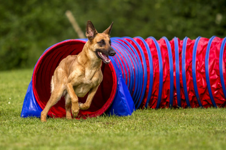 Hundeschule Bergerland Nordkirchen - Training