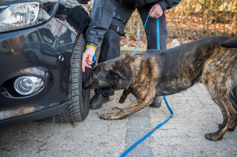 Hundeschule Bergerland Nordkirchen - Sprengstoffspürhunde, Polizeihunde, Spezialhunde