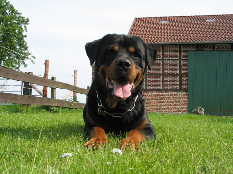 Hundepension Bergerland Nordkirchen - Relaxen