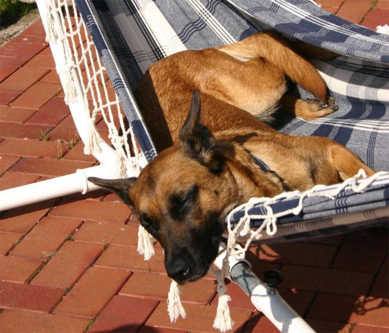 Hundepension Bergerland Nordkirchen - Relaxen