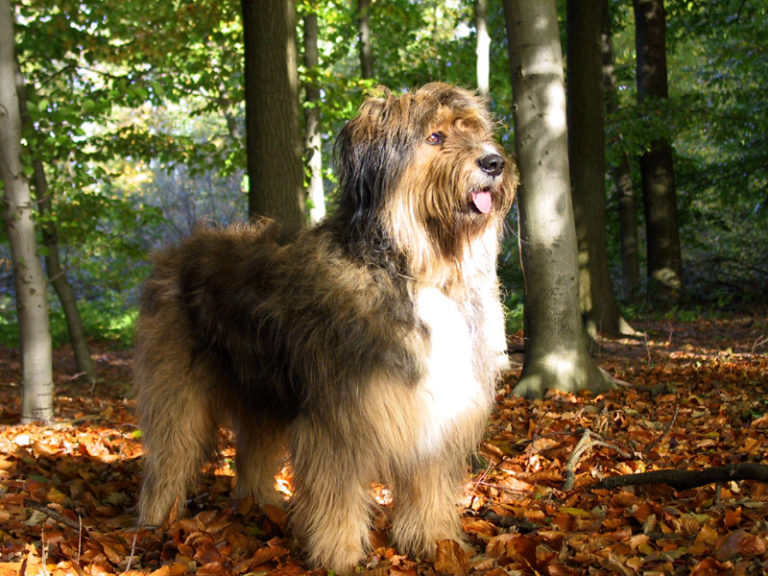 Hundepension Bergerland Nordkirchen - Ausflug