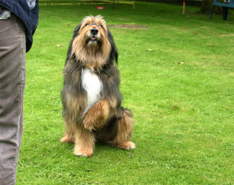 Hundeschule Bergerland Nordkirchen - Training