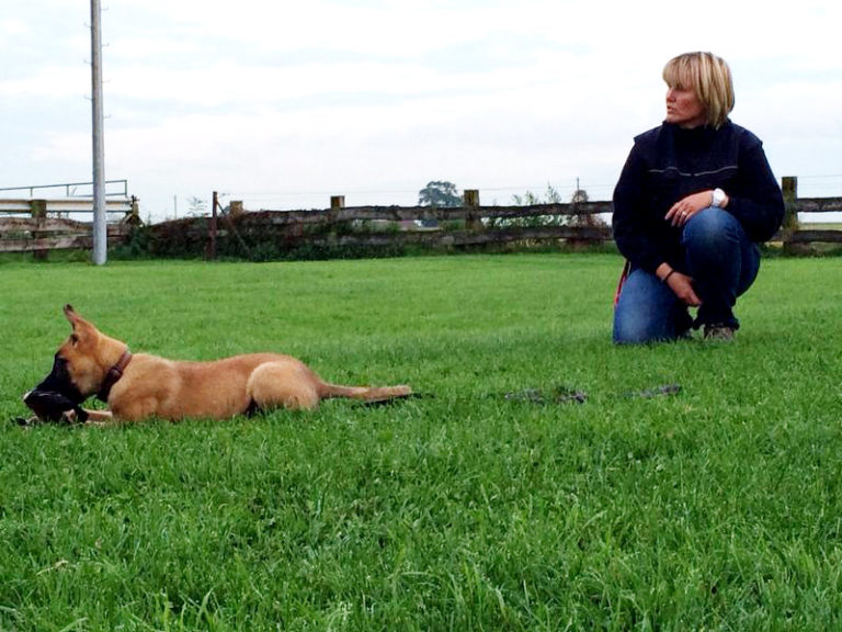 Hundeschule Bergerland Nordkirchen - Training