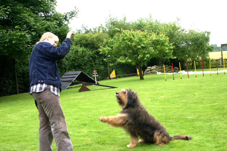 Hundeschule Bergerland Nordkirchen - Training