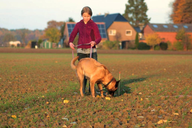 Hundeschule Bergerland Nordkirchen - Training