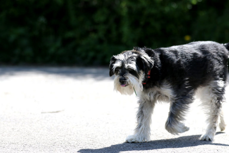 Hundeschule Bergerland Nordkirchen - Training